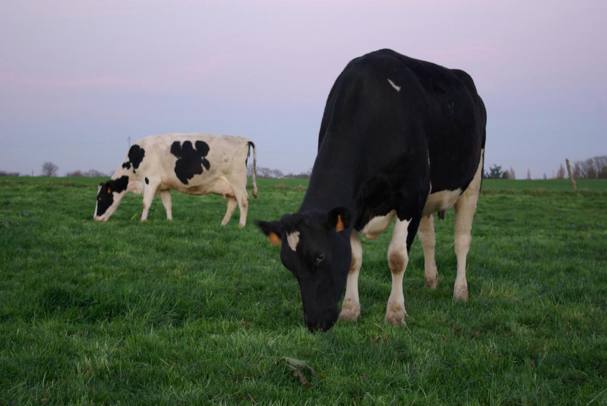 Vaches 3